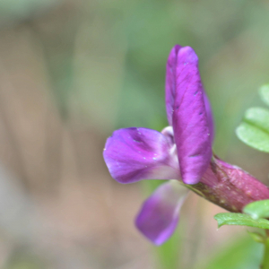 Photographie n°2413071 du taxon Lathyrus vernus (L.) Bernh. [1800]