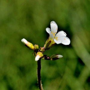 Photographie n°2413121 du taxon Saxifraga granulata L. [1753]