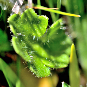 Photographie n°2413124 du taxon Saxifraga granulata L. [1753]