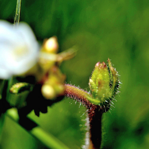 Photographie n°2413126 du taxon Saxifraga granulata L. [1753]