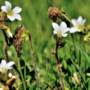 Photographie n°2413128 du taxon Saxifraga granulata L. [1753]