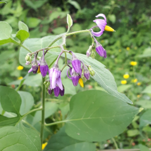 Photographie n°2413163 du taxon Solanum dulcamara L. [1753]