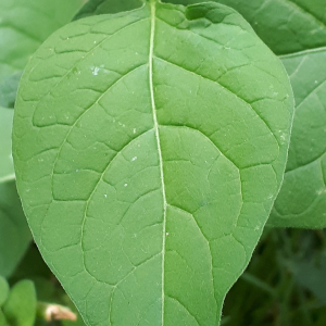 Photographie n°2413164 du taxon Solanum dulcamara L. [1753]