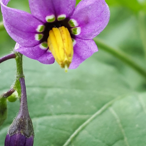 Photographie n°2413165 du taxon Solanum dulcamara L. [1753]