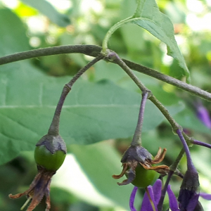 Photographie n°2413166 du taxon Solanum dulcamara L. [1753]