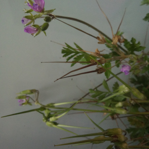 Photographie n°2413175 du taxon Erodium moschatum (L.) L'Hér. [1789]