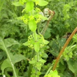 Photographie n°2413229 du taxon Galium cruciata (L.) Scop. [1771]