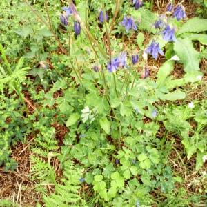 Photographie n°2413231 du taxon Aquilegia vulgaris L. [1753]