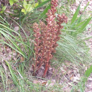 Photographie n°2413257 du taxon Orobanche gracilis Sm. [1798]