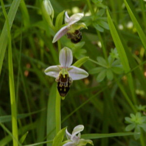 Photographie n°2413294 du taxon Ophrys apifera Huds. [1762]