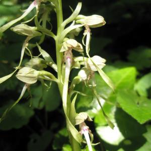 Photographie n°2413304 du taxon Himantoglossum hircinum (L.) Spreng. [1826]