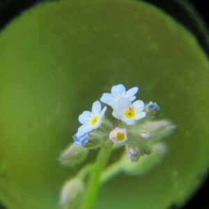 Photographie n°2413327 du taxon Myosotis arvensis (L.) Hill [1764]