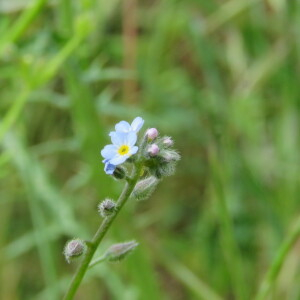 Photographie n°2413328 du taxon Myosotis arvensis (L.) Hill [1764]