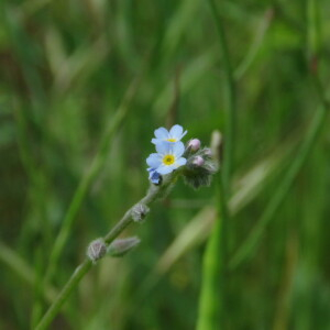 Photographie n°2413330 du taxon Myosotis arvensis (L.) Hill [1764]