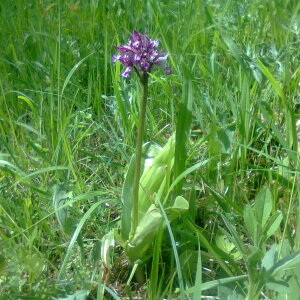  - Orchis x hybrida Boenn. ex Rchb. [1830]