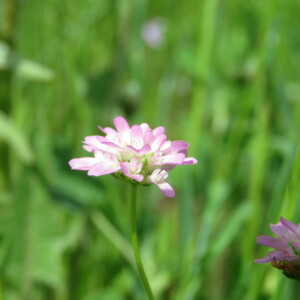 Photographie n°2413355 du taxon Trifolium resupinatum L. [1753]