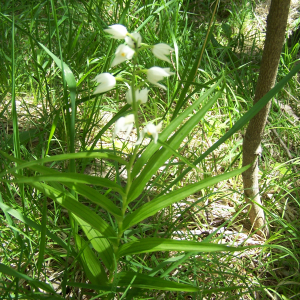 Photographie n°2413361 du taxon Cephalanthera longifolia (L.) Fritsch [1888]