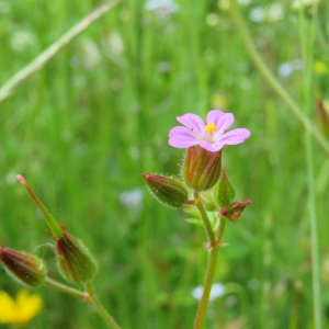 Photographie n°2413368 du taxon Geranium purpureum Vill.