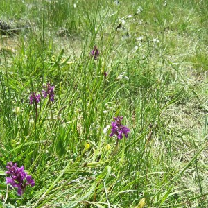 Photographie n°2413377 du taxon Dactylorhiza angustata (Arv.-Touv.) D.Tyteca & Gathoye [1991]