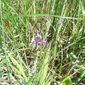 Photographie n°2413379 du taxon Dactylorhiza angustata (Arv.-Touv.) D.Tyteca & Gathoye [1991]