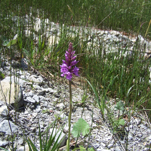 Photographie n°2413380 du taxon Dactylorhiza angustata (Arv.-Touv.) D.Tyteca & Gathoye [1991]