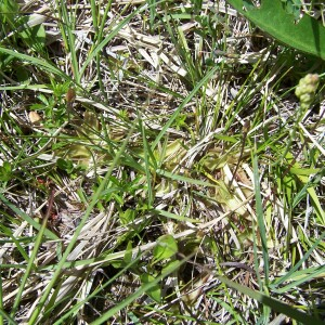 Photographie n°2413395 du taxon Pinguicula alpina L. [1753]