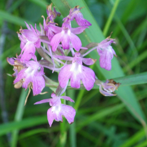 Photographie n°2413416 du taxon Anacamptis pyramidalis (L.) Rich. [1817]