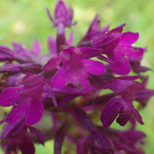 Photographie n°2413417 du taxon Anacamptis pyramidalis (L.) Rich. [1817]