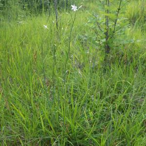 Photographie n°2413422 du taxon Anthericum ramosum L. [1753]