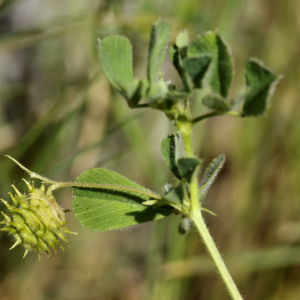 Photographie n°2413443 du taxon Medicago minima (L.) L. [1754]