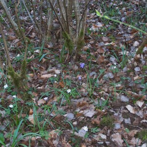 Photographie n°2413448 du taxon Anemone nemorosa L. [1753]