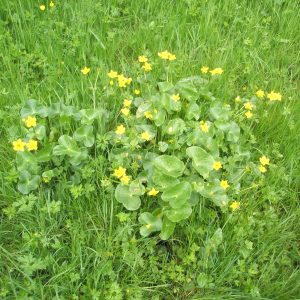 Photographie n°2413483 du taxon Caltha palustris L. [1753]