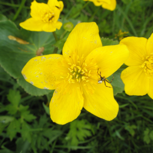 Photographie n°2413484 du taxon Caltha palustris L. [1753]