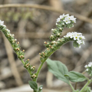 Photographie n°2413486 du taxon Heliotropium europaeum L.