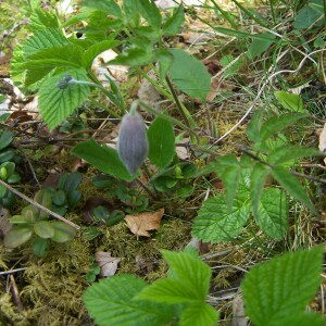 Photographie n°2413542 du taxon Clematis alpina (L.) Mill. [1768]