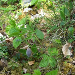 Photographie n°2413543 du taxon Clematis alpina (L.) Mill. [1768]