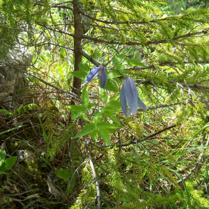 Photographie n°2413544 du taxon Clematis alpina (L.) Mill. [1768]