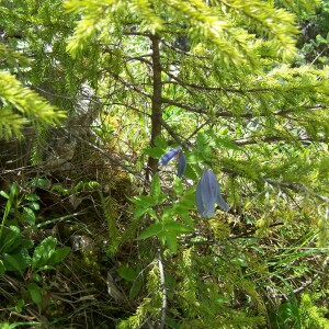 Photographie n°2413545 du taxon Clematis alpina (L.) Mill. [1768]