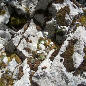 Photographie n°2413570 du taxon Kernera saxatilis (L.) Sweet [1827]