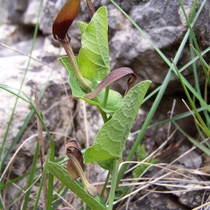 Photographie n°2413632 du taxon Aristolochia rotunda subsp. rotunda 