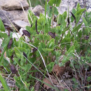 Photographie n°2413633 du taxon Aristolochia rotunda subsp. rotunda 