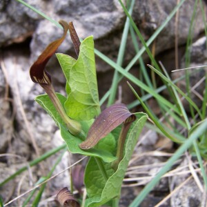 Photographie n°2413634 du taxon Aristolochia rotunda subsp. rotunda 