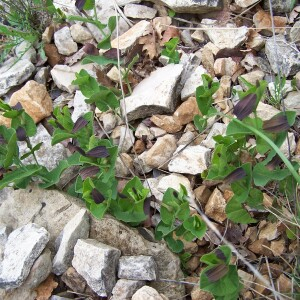 Photographie n°2413635 du taxon Aristolochia rotunda subsp. rotunda 