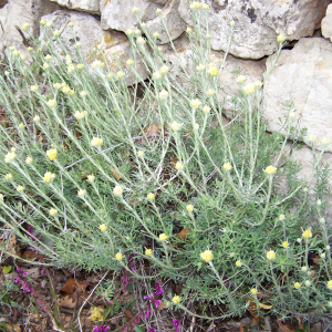 Photographie n°2413659 du taxon Helichrysum stoechas (L.) Moench