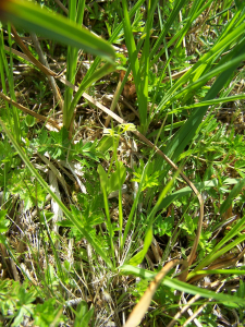 Aurélien Bour, le  8 juin 2014 (Loos-en-Gohelle)