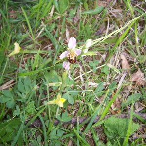 Photographie n°2413713 du taxon Ophrys apifera Huds. [1762]