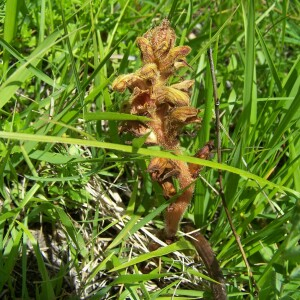 Photographie n°2413715 du taxon Orobanche gracilis Sm. [1798]