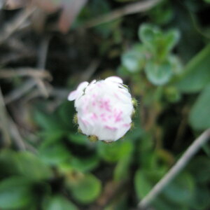 Photographie n°2413780 du taxon Bellis perennis L. [1753]