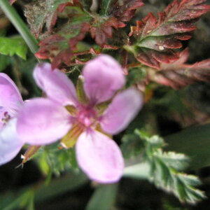 Photographie n°2413792 du taxon Erodium cicutarium (L.) L'Hér. [1789]