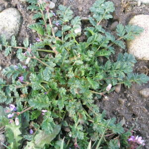 Photographie n°2413794 du taxon Erodium cicutarium (L.) L'Hér. [1789]